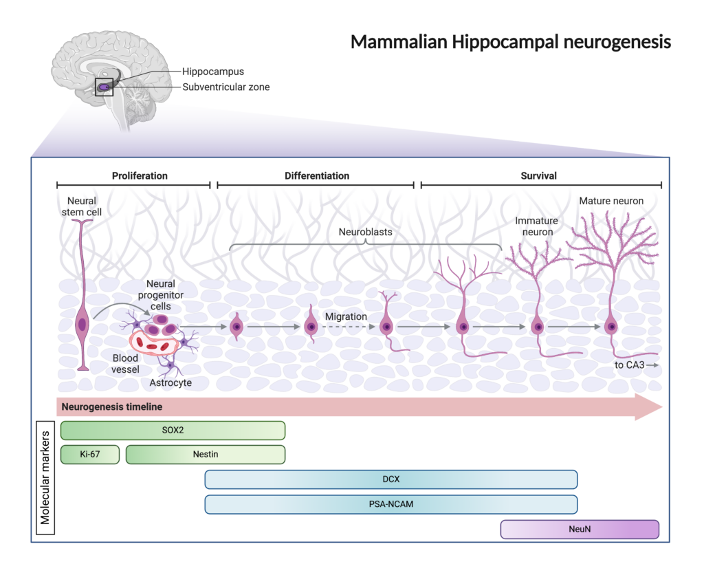 Neuron Growing Controversies that shape scientific progress: Does our brain make new ...
